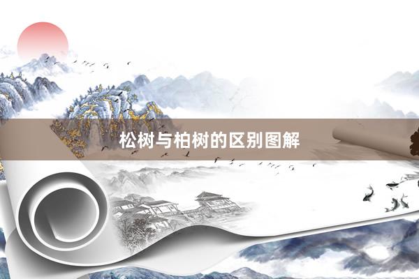 松树与柏树的区别图解