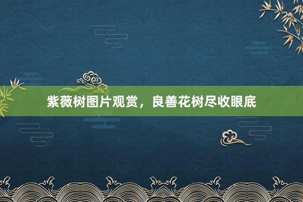紫薇树图片观赏，良善花树尽收眼底