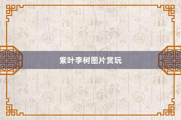 紫叶李树图片赏玩